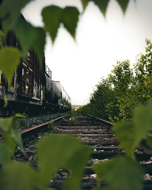 Rails - Dog Days Reflections and More - image 1
